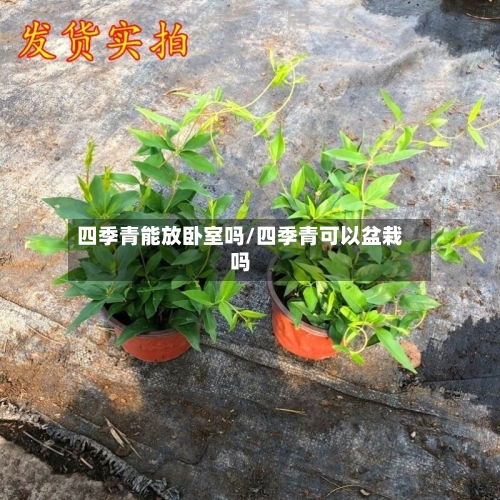 四季青能放卧室吗/四季青可以盆栽吗-第3张图片